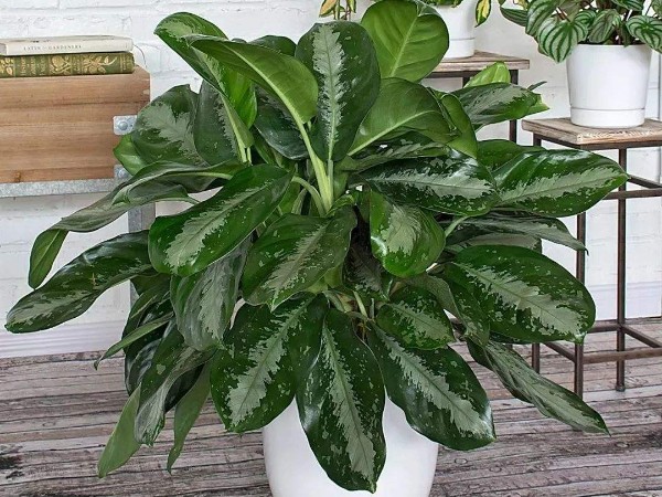 办公室装修绿植租赁 办公室装修绿植租赁