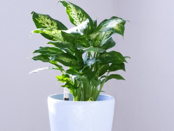 办公室装修绿植租赁 办公室装修绿植租赁